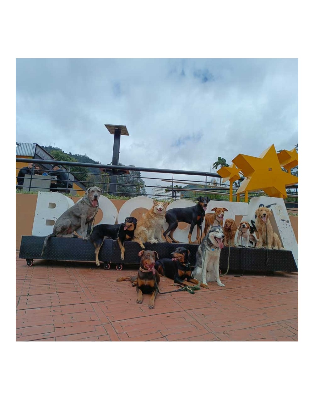 Pasa día escuela Perros nómadas