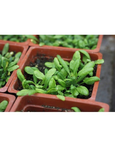 40 MAS CRECIMIENTO Y SALUD PARA SUS PLANTAS