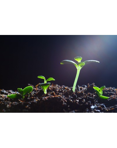 40 MAS CRECIMIENTO Y SALUD PARA SUS PLANTAS