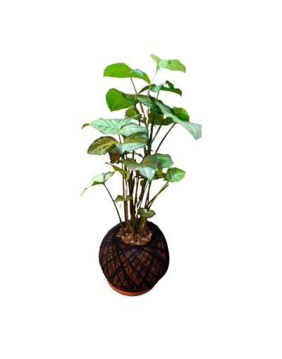 Kokedama con Singonio