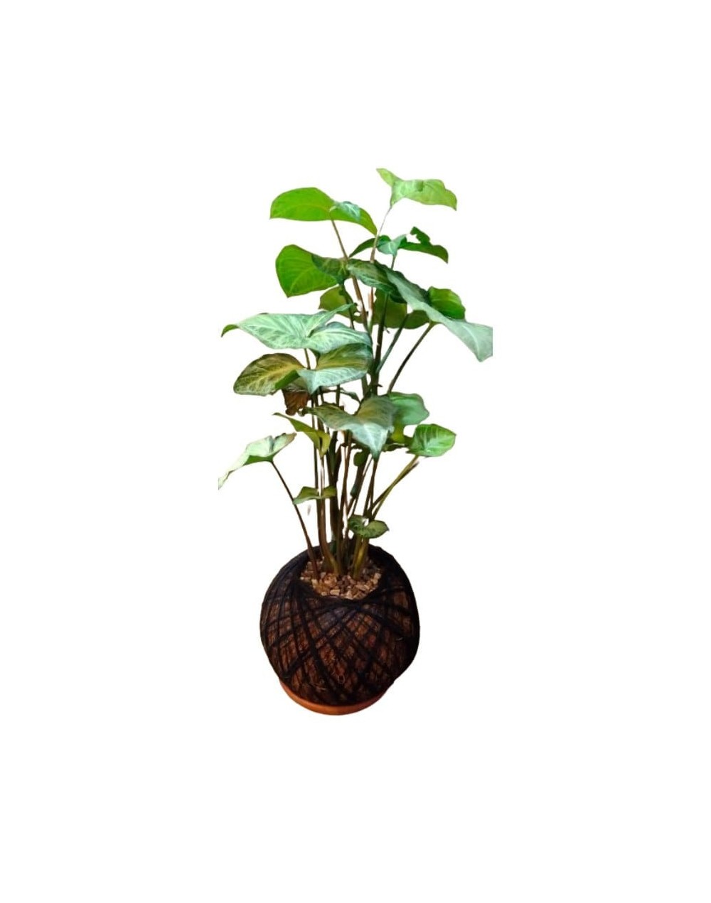 Kokedama con Singonio