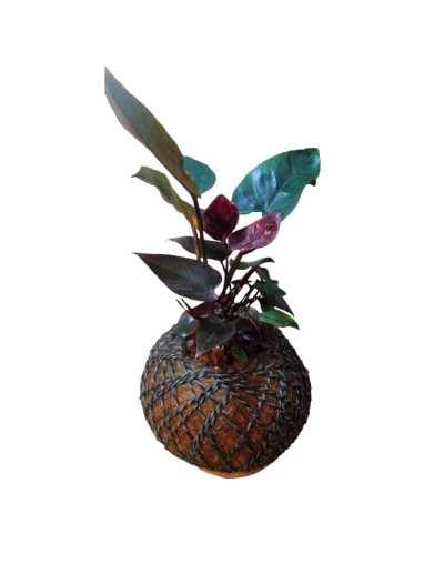 Kokedama con Anturio negro