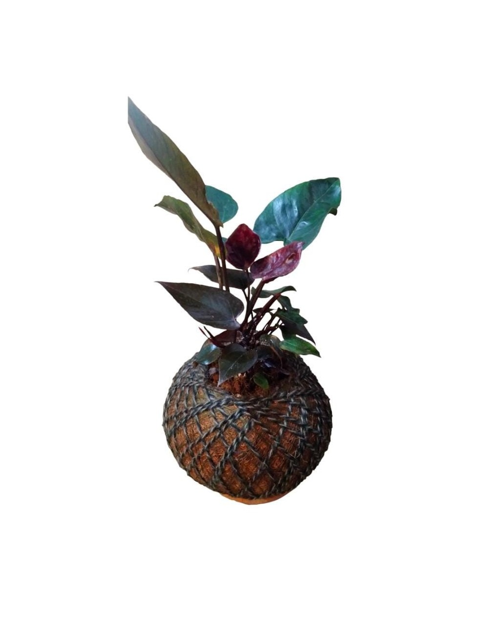 Kokedama con Anturio negro
