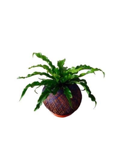 Kokedama con helecho nido de ave