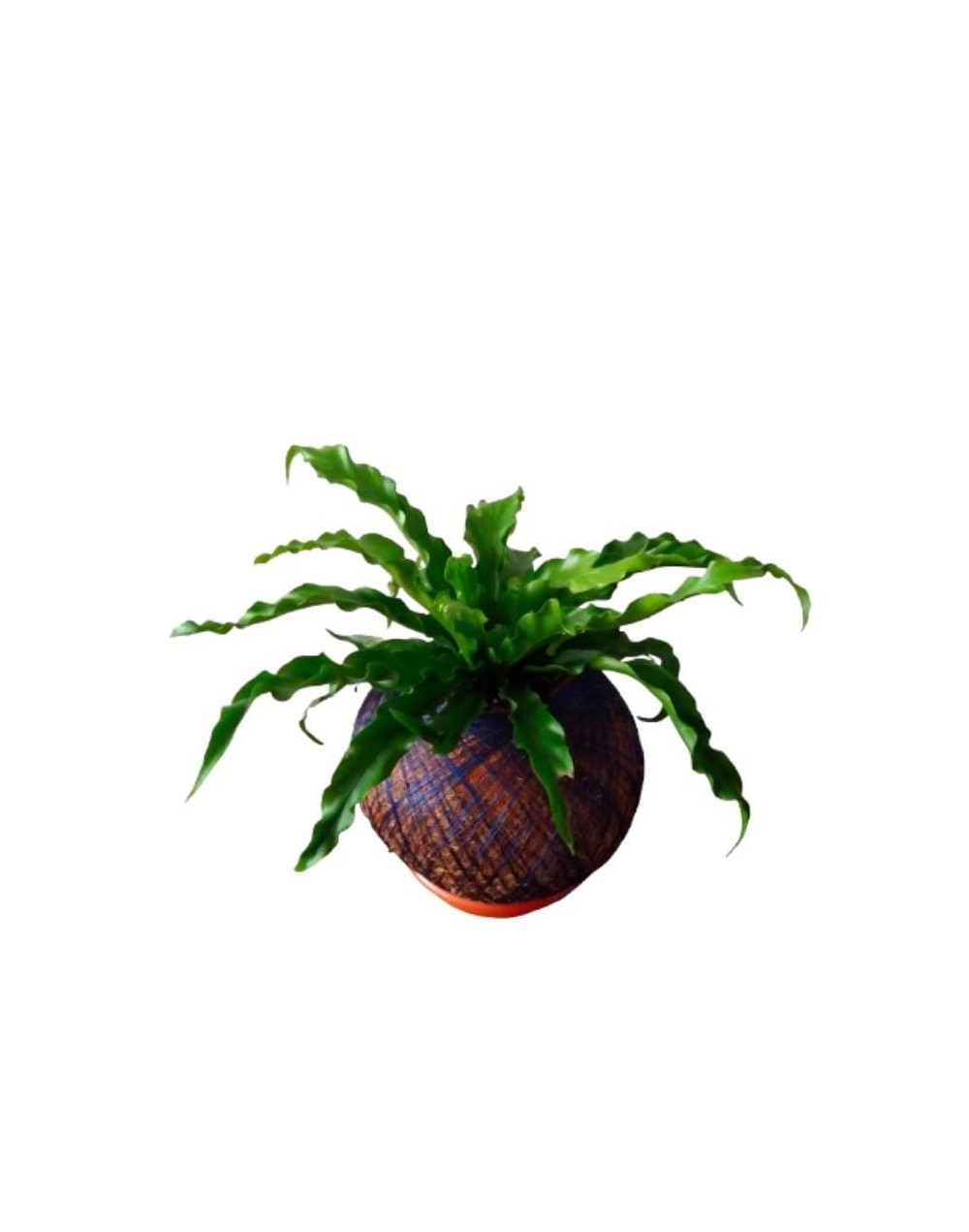 Kokedama con helecho nido de ave