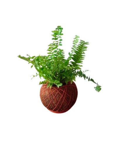 Kokedama con helecho variegado
