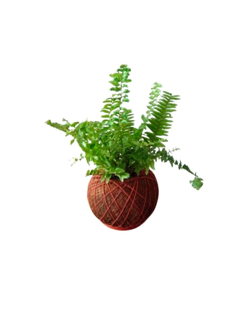 Kokedama con helecho variegado