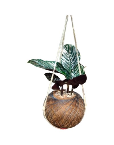 Kokedama con Calathea Ornata