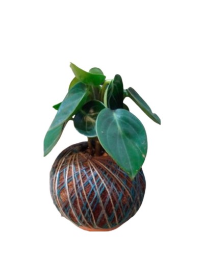 Kokedama con Peperomia espejo