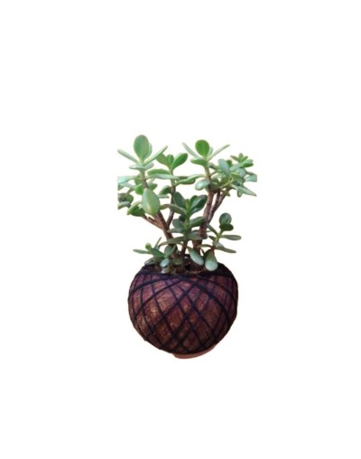 Kokedama con crassula ovata