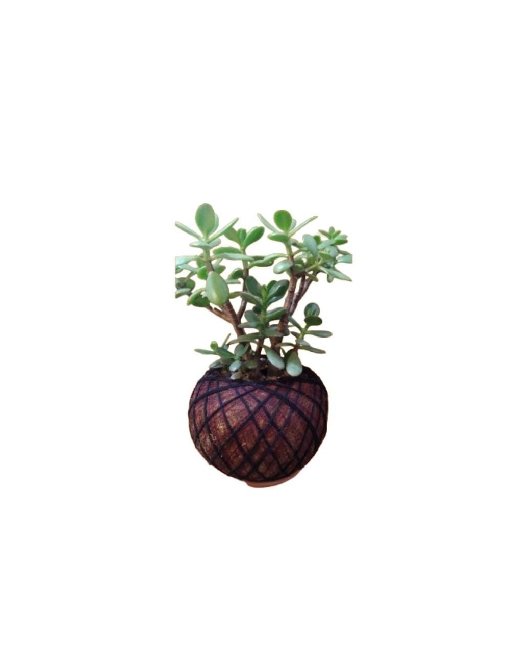 Kokedama con crassula ovata