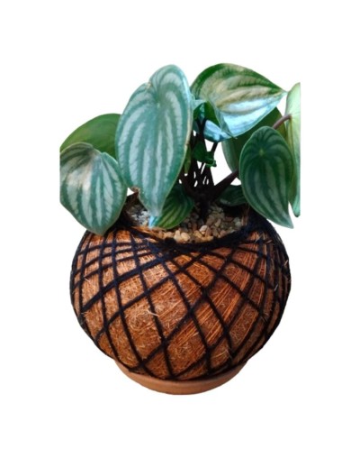 Kokedama con Peperomia sandia