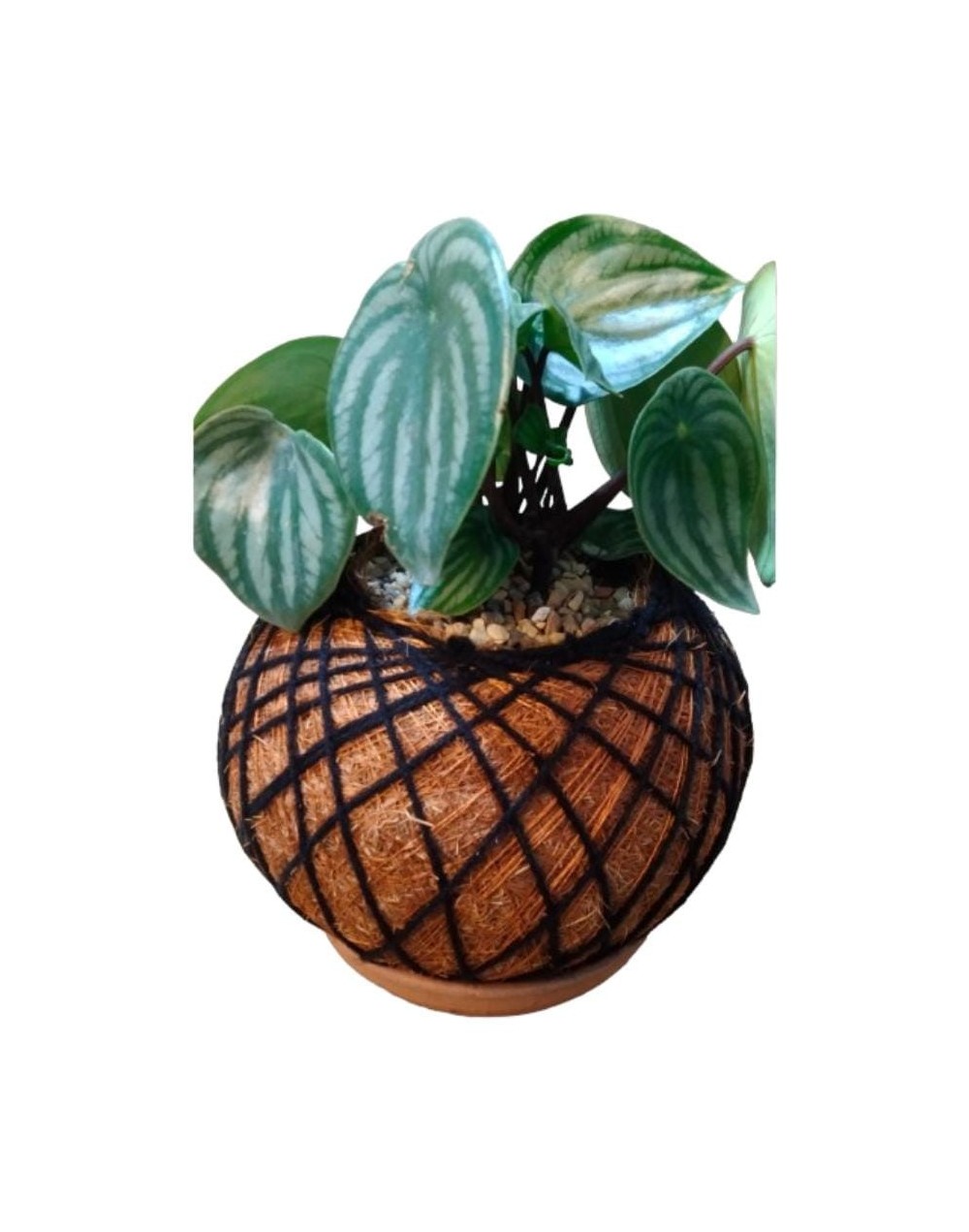 Kokedama con Peperomia sandia