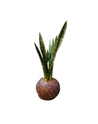 Kokedama con Sansevieria trifasciata