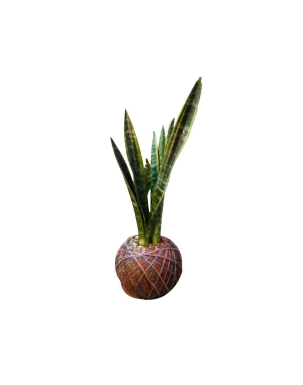 Kokedama con Sansevieria trifasciata