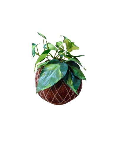Kokedama con Philodendron