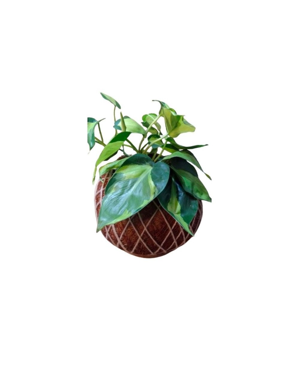 Kokedama con Philodendron