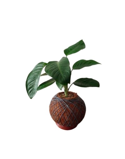 Kokedama con Dieffenbachia