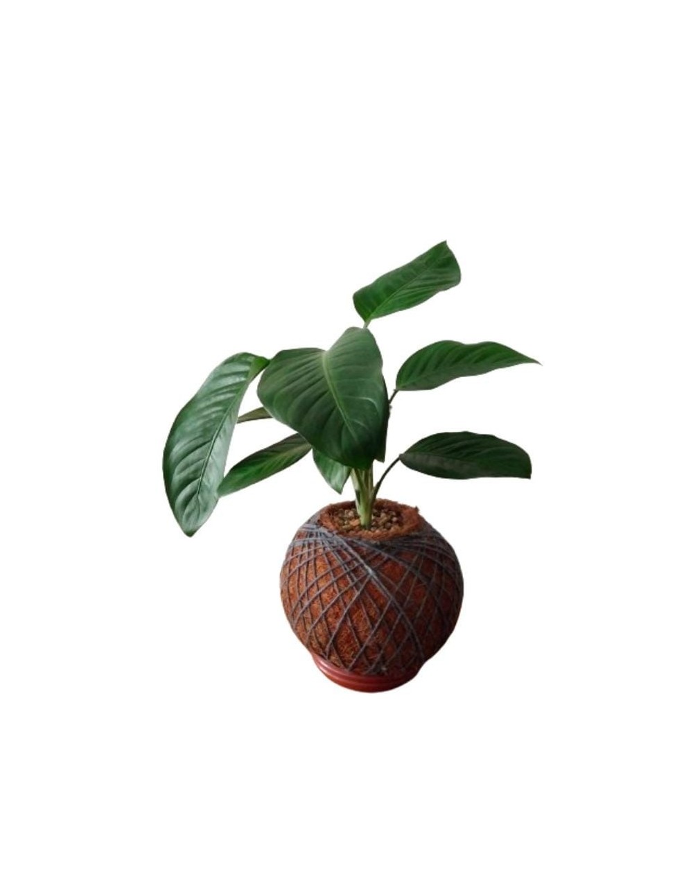 Kokedama con Dieffenbachia