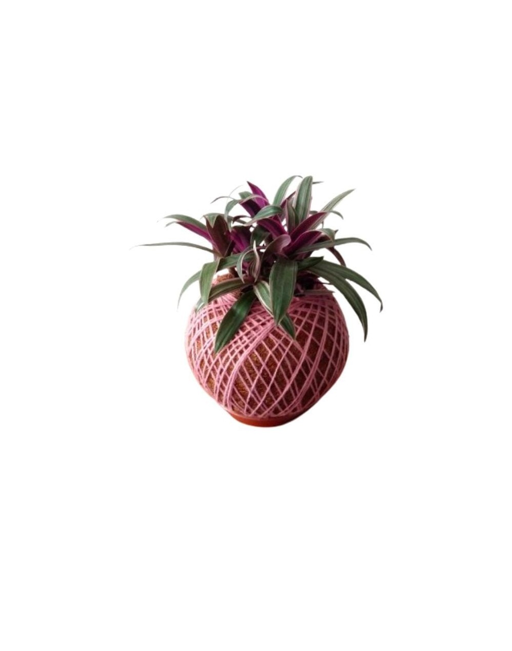 Kokedama con trandescantia
