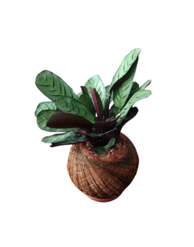 Kokedama con Calathea espina de pescado