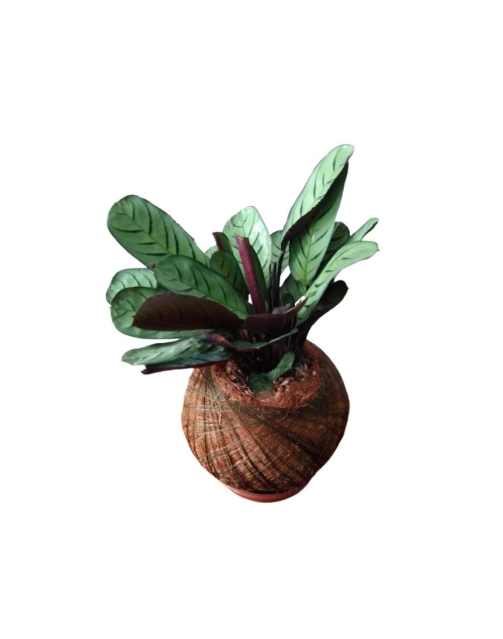 Kokedama con Calathea espina de pescado