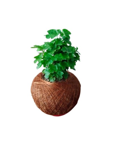 Kokedama con millonaria