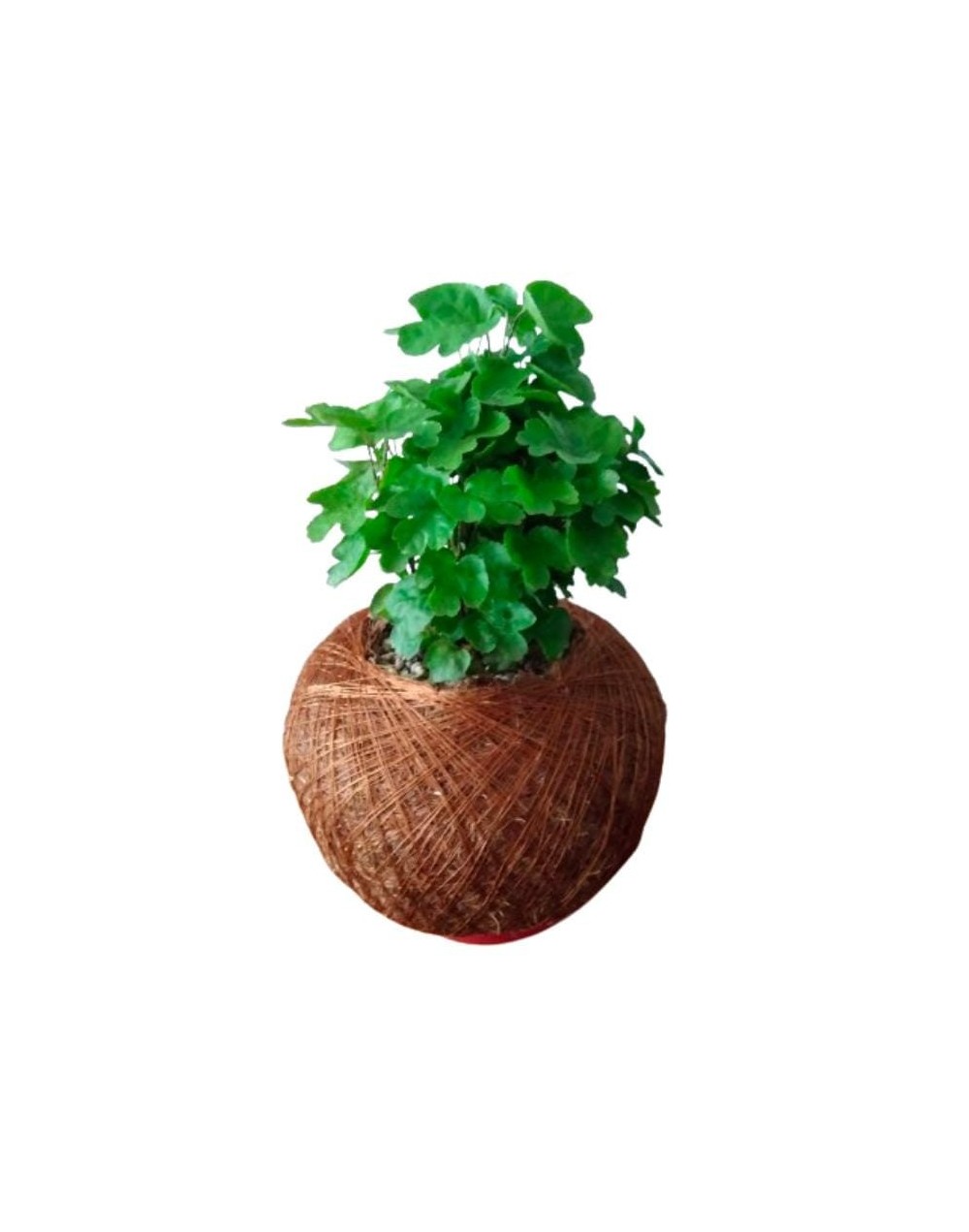 Kokedama con millonaria