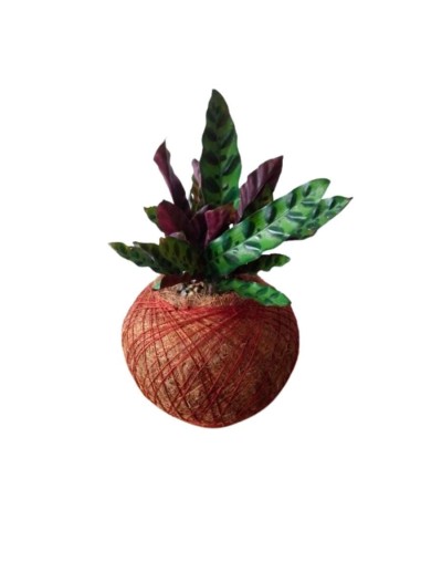 Kokedama con rufibarba elgelgrass