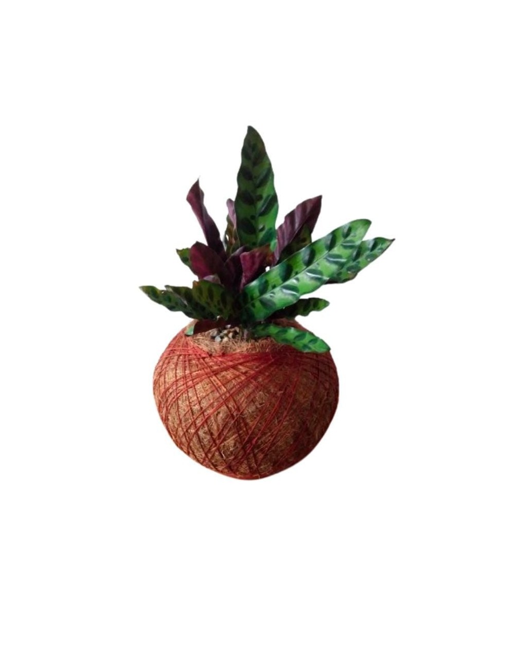 Kokedama con rufibarba elgelgrass