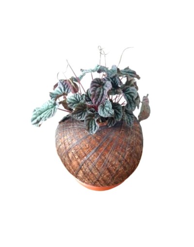 Kokedama con Peperomia caperata