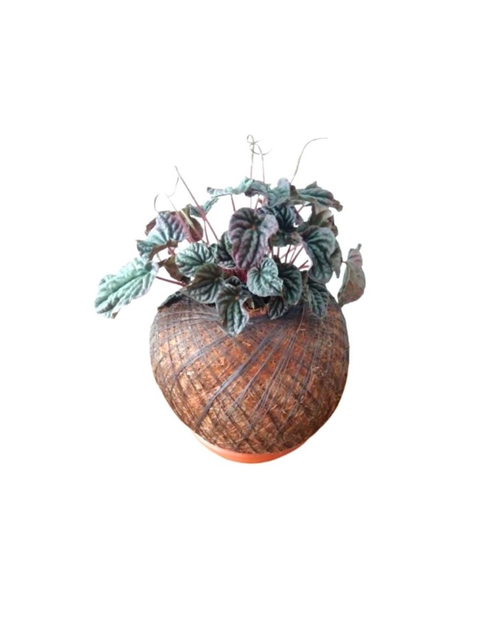 Kokedama con Peperomia caperata
