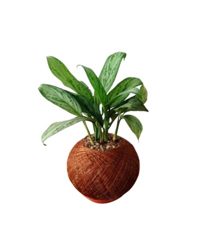 Kokedama con aglaonema