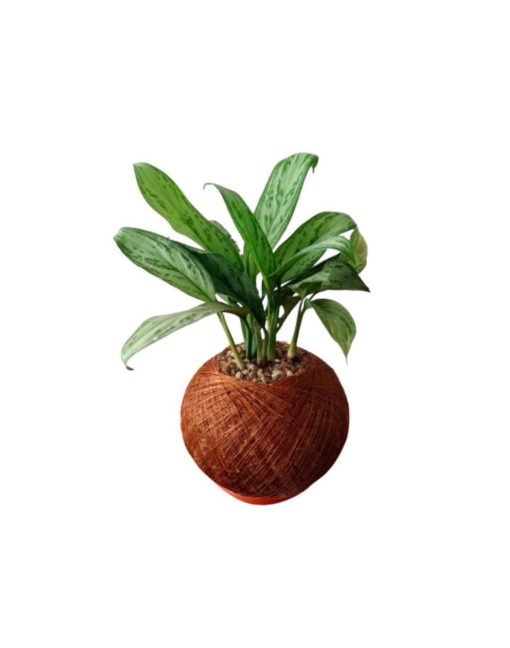 Kokedama con aglaonema