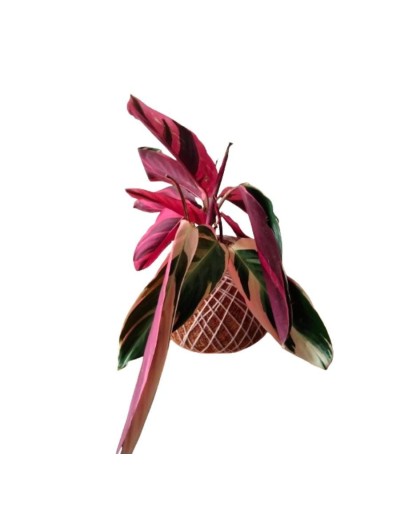 Kokedama con Calathea pluma de indio