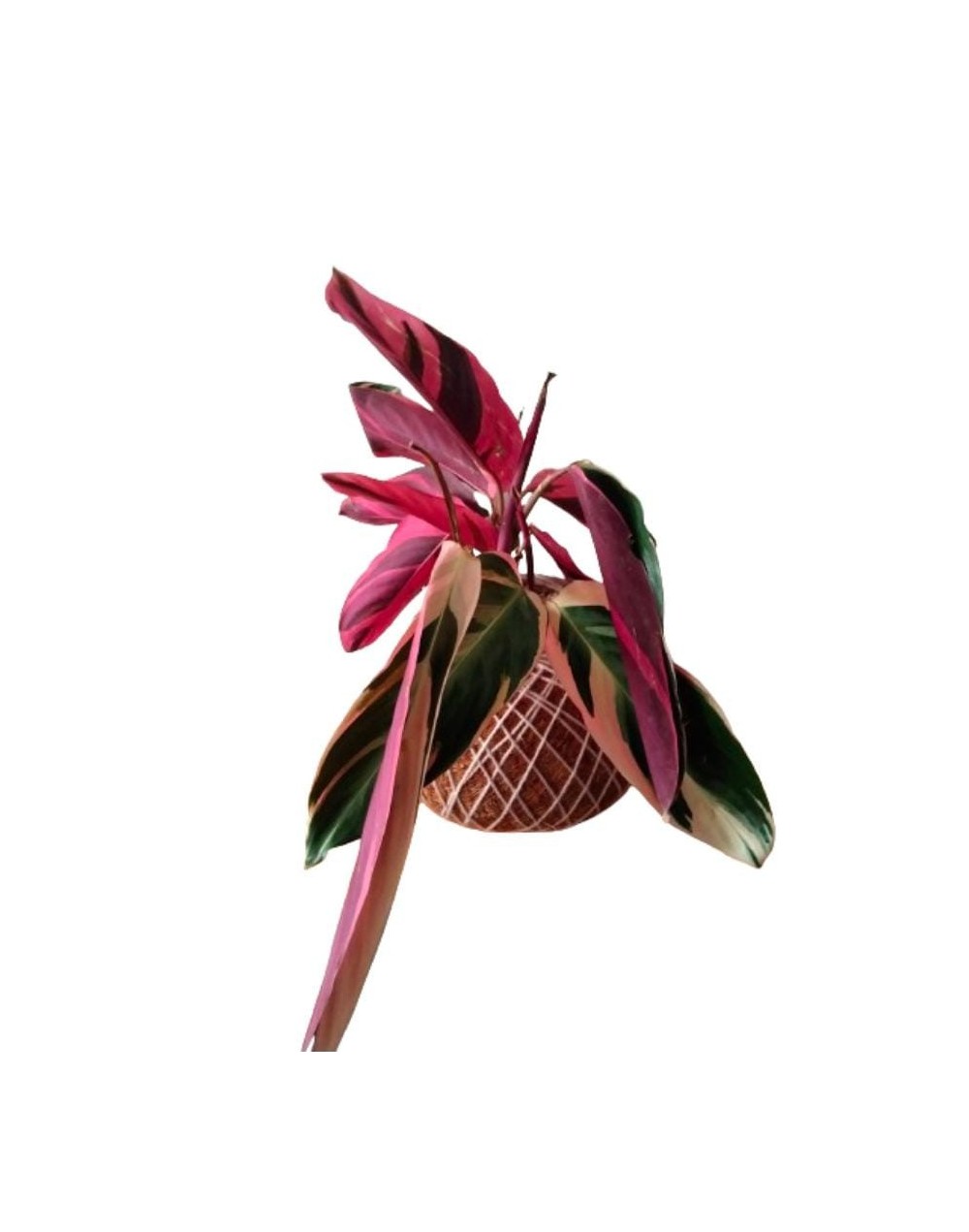 Kokedama con Calathea pluma de indio