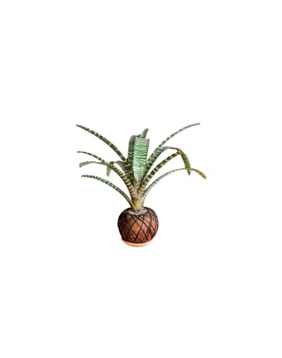 Kokedama con Bromelia guzmania lindelii