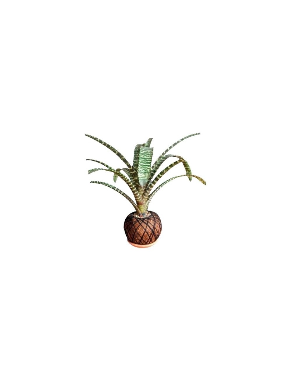 Kokedama con Bromelia guzmania lindelii