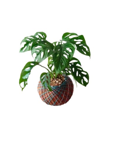 Kokedama con Monstera Adansonii