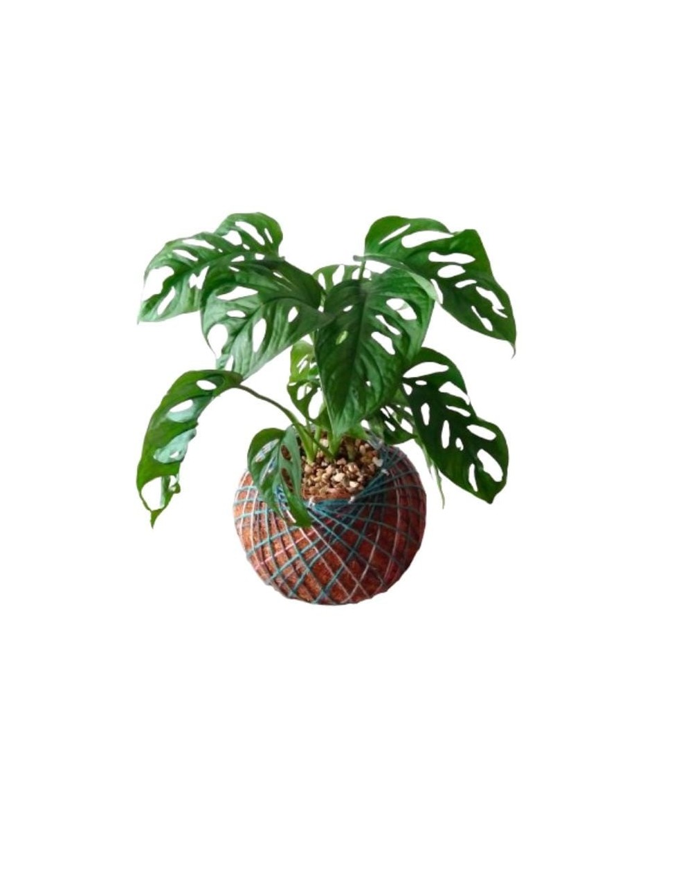 Kokedama con Monstera Adansonii