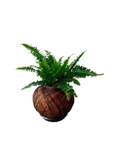 Kokedama con helecho crespo