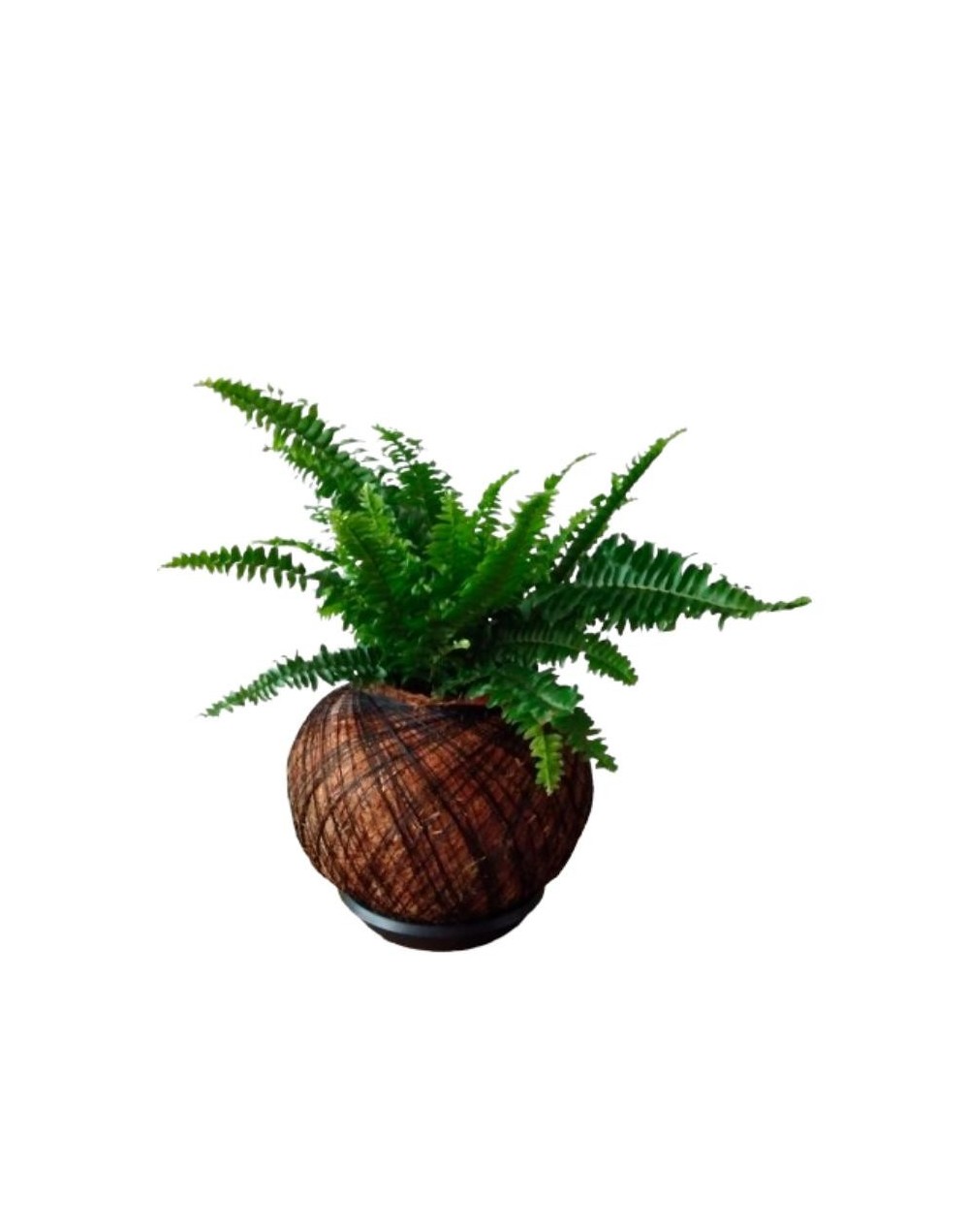 Kokedama con helecho crespo