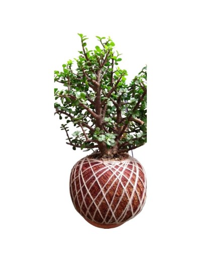 Kokedama con Portulacaria afra