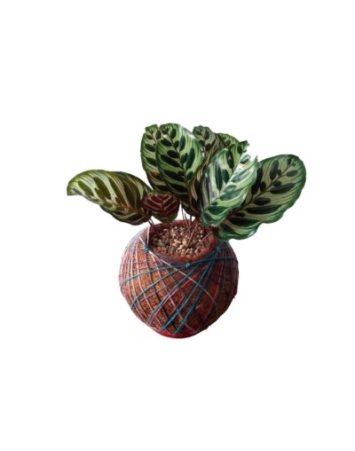 Kokedama con Calathea Makoyana