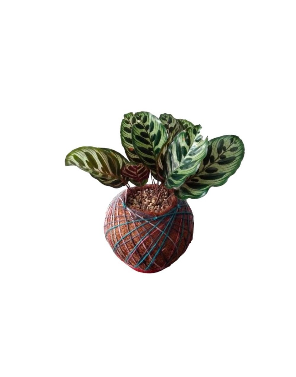 Kokedama con Calathea Makoyana