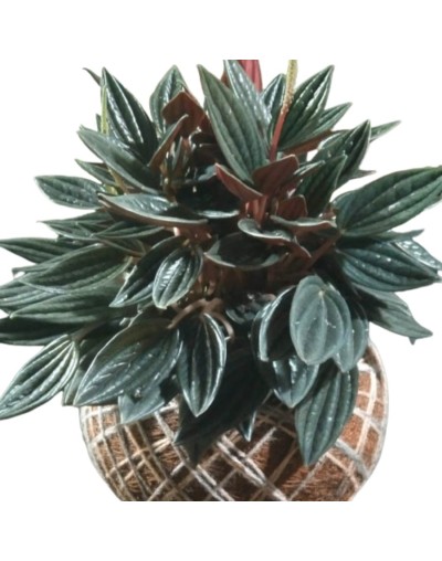 Kokedama con Peperomia Rosso