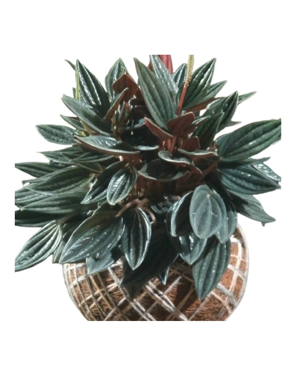 Kokedama con Peperomia Rosso