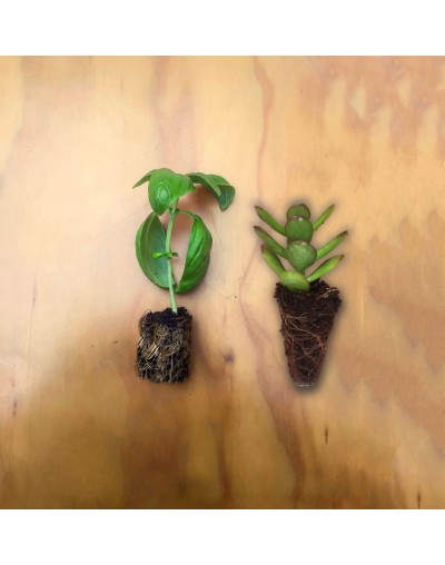 Plugs de Turba para Germinación