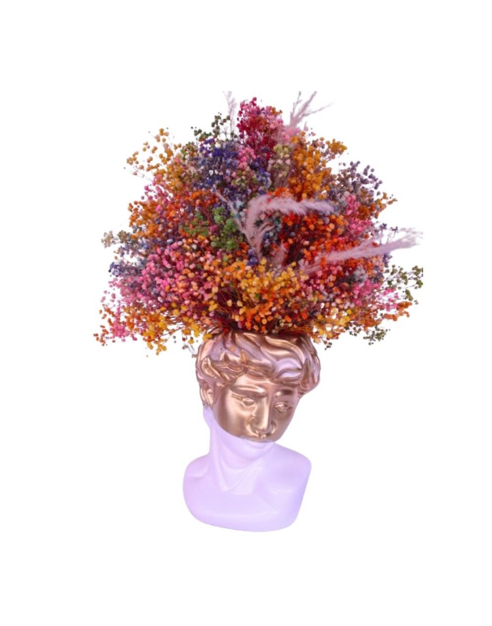 David con gypsu preservada