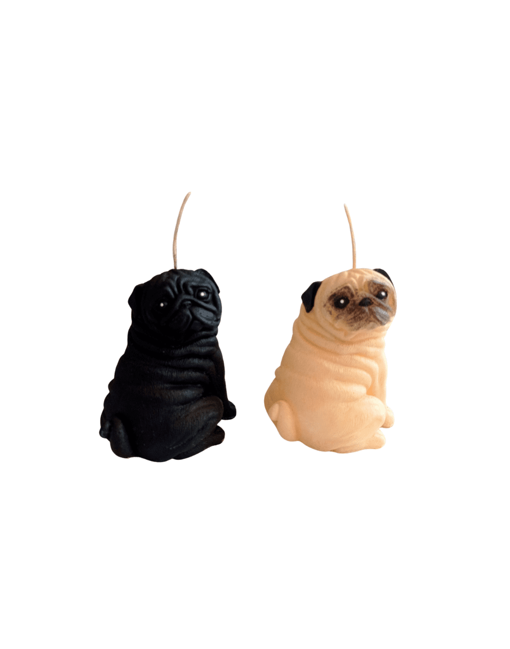 Pug